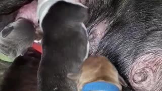 Newborn puppies adorably sing while feeding