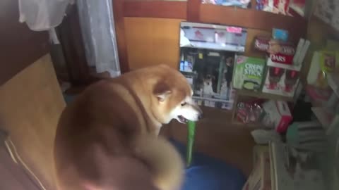 Doge Store Clerk (Shiba)--Shiba Inu In Tokyo