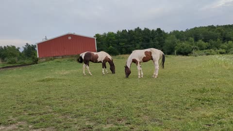 Avi and Oakley in the front pasture 25 June 2024