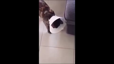 funny cats' video