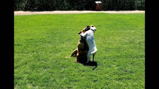 [jack Russell Terrier Ares] met a bull Mastiff