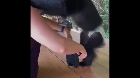 Baby Monkey