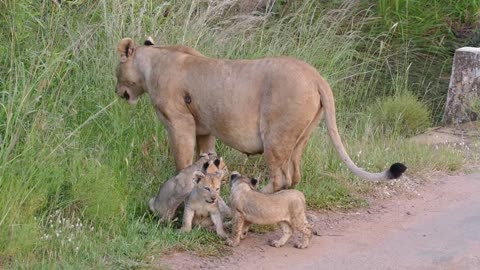 Lioness with Cubs in Pilanesberg National Park