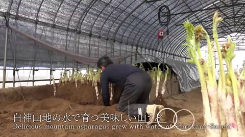 Japanese Mountain Asparagus Farming Underground Technique - Mountain Asparagus Harvesting