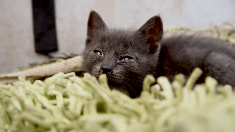 Baby Black cat Waiting her mom Breastfeed her