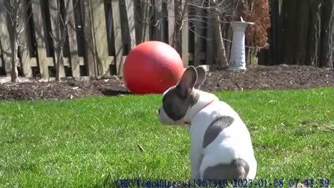 Very Cute French Bulldog Puppy