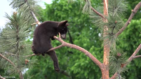 Cute baby animals from around the world in 8K ultra high definition