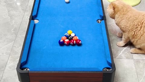 Cat playing snooker