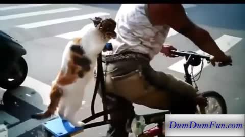 Funny Cats Compilation 2015 - Amazing cat tricks - Must See!