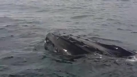 Avistaje de ballena jorobada en la Bahía de Samana, República Dominicana