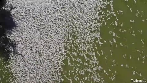 STARVATION CATALYST: MILLIONS OF DEAD FISH KILLED IN LATEST FISH GENOCIDE (DARLING RIVER AUSTRALIA)