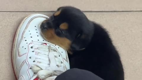 Adorable Pup's slept in my shoe: A Heartwarming Dog Video