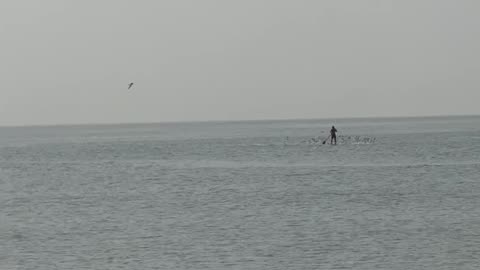 Whale Breaches Right Next to Paddleboarder