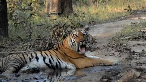 Khursapar Pench Female Tirgess June 2021