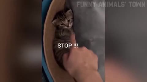 Funny cat video