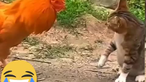 Animals fighting in viral videos : the funniest animals