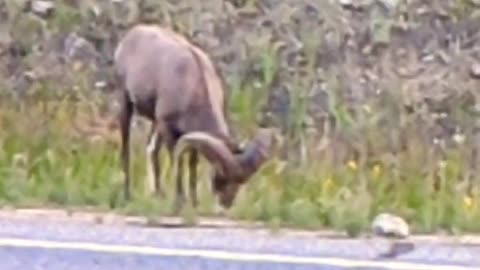 Big horn sheep n Colorado #shortvideo #youtubeshorts #life #mountains #asmr #animals #adventure #fun