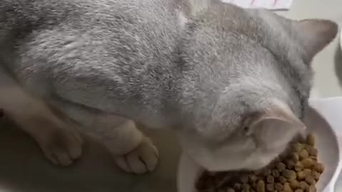 Cats enjoying late night snacks