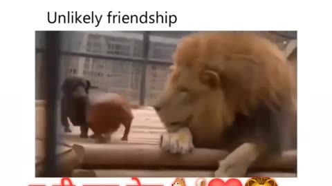 Cute dogs and king lion friendship.