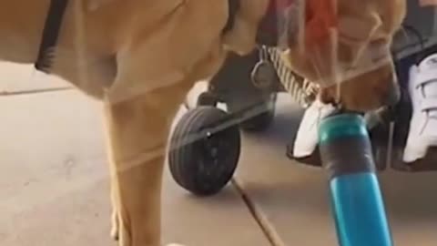 Puppy try to help owner carry cup amazing tiktok video