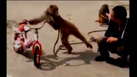 Monkey Funny video, monkey dedigete attack for man