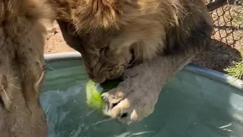 Can the lion eat the watermelon?