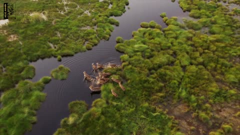 Ethiopian Nature