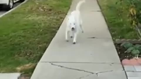 Dancing dog