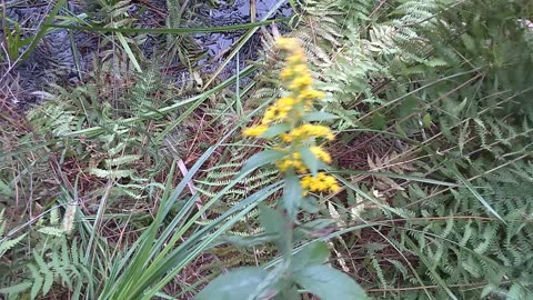 Goldenrod