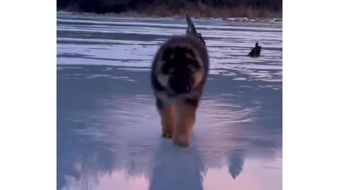 Funny German Shepard video