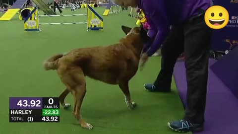 Watch 5 of the best WKC Dog Show moments to celebrate National Puppy Dog | FOX SPORTS