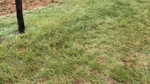 Puppy Leads Horse Pall to Paddock