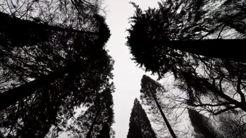 Giant sequoias thriving in UK, rivaling America's