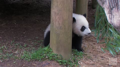 The Giant Panda Cubs' First Day Outside