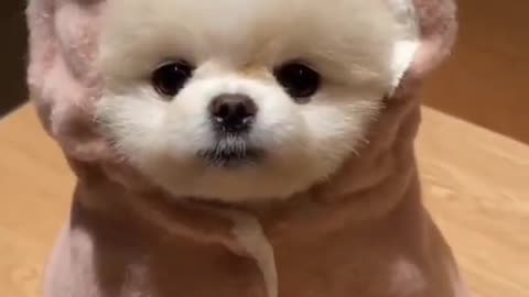 Cute 🥰 Puppy video