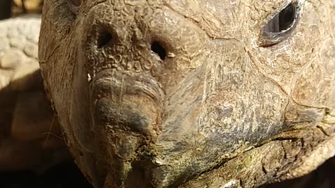 🐢Tonka (African Spurred) Tortoise (G. sulcata) 🐢