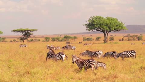 zebras feeding