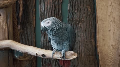 Beautiful Parrot on The Branch | 4K Video