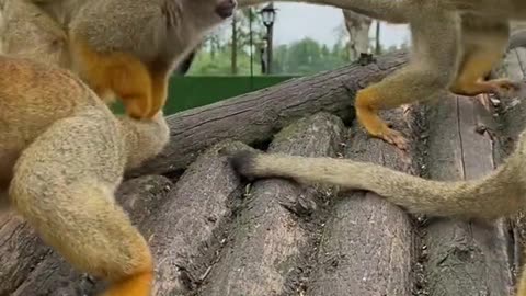 The squirrel monkey has a considerable variety of 26 calls