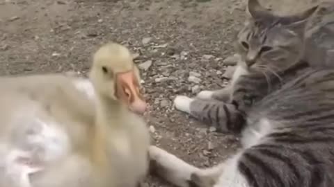 Cats Caring for Ducklings Until Adult 😻