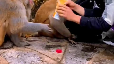 The clever monkey opens the cap of a drink bottle like this #animal #funny #monkey #baby #happy.