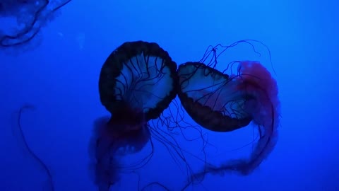 ANJOYJELLY FISH