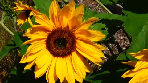 Sunflowers