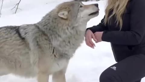 GIRL HOWLS WITH GIANT WOLVES