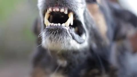 Best dog angry video