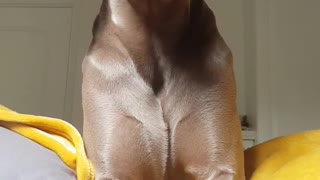 Rufus the Weimaraner says Hello