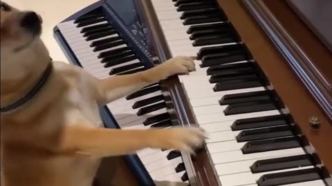 dog ​​playing the piano