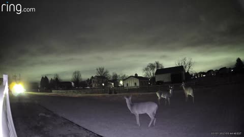 Garden Camera - Deer at Night