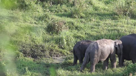 A Family OF Elephant Roaming At A Grassland