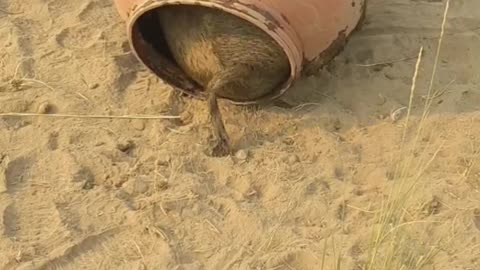 Pig Freed From Water Barrel Prison